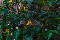 Black and yellow Troides Helena butterfly also known as the common birdwing and belonging to the family Papilionidae resting on gr