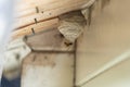 Black-yellow wasp builds a wasp nest under a wooden roof overhang