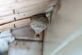 Black-yellow wasp builds a wasp nest under a wooden roof overhang