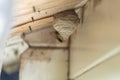 black-yellow wasp builds a wasp nest under a wooden roof overhang
