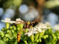 black yellow wasp on a flower in the garden Royalty Free Stock Photo