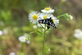 Spring nature flowering plants insects collect nectar in the park on the lawn on a sunny day.