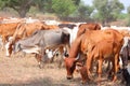 Black, yellow and white cows in a dead grassy field