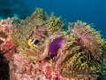 A black, yellow and white striped Clarks anemonefish tucked in an anemone