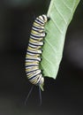 Monarch Caterpillar Nibbling a Green Leaf Royalty Free Stock Photo
