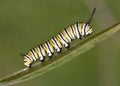 Caterpillar on Leaf Royalty Free Stock Photo