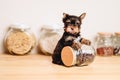 Black Yorkshire Terrier Puppy in the Kitchen on jar Royalty Free Stock Photo