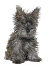 Black Yorkshire Terrier puppy sitting Royalty Free Stock Photo