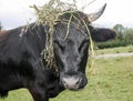 Black young bull with hay on its horns looks aggressive