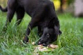 black young dog eats bone on the grass outdoors Royalty Free Stock Photo