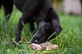 black young dog eats bone on the grass outdoors Royalty Free Stock Photo