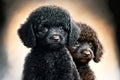 black young dog friend little poodles on light background