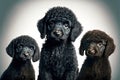 black young dog friend little poodles on light background