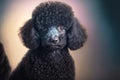 black young dog friend little poodles on light background