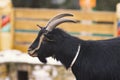 Black young goat with a beard
