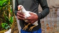 A black young person holding a white boiler chicken Royalty Free Stock Photo