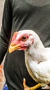 A black young person holding a white boiler chicken Royalty Free Stock Photo