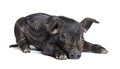 Black young pig mixedbreed, isolated