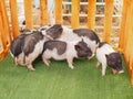 Black young pigs Royalty Free Stock Photo