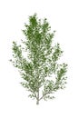 Black young poplar isolated on white Royalty Free Stock Photo