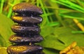 Black zen stones in jungle with water drops