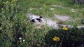 Blackand white cat on the green grass