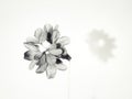 blackandwhite flower with shadow