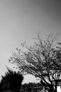 blackandwhite tree and sky view