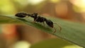 BlackAnt, Poison, Wood, Forest, Leaf Royalty Free Stock Photo