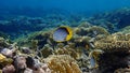 Blackback butterflyfish or black-backed butterflyfish Chaetodon melannotus undersea, Red Sea, Egypt, Sharm El Sheikh, Nabq Bay Royalty Free Stock Photo