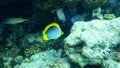 Blackback butterflyfish or black-backed butterflyfish Chaetodon melannotus undersea, Red Sea, Egypt, Sharm El Sheikh, Nabq Bay Royalty Free Stock Photo