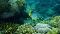 Blackback butterflyfish or black-backed butterflyfish Chaetodon melannotus undersea, Red Sea, Egypt, Sharm El Sheikh, Nabq Bay Royalty Free Stock Photo