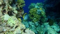 Blackback butterflyfish or black-backed butterflyfish Chaetodon melannotus undersea, Red Sea, Egypt, Sharm El Sheikh, Nabq Bay Royalty Free Stock Photo