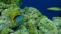 Blackback butterflyfish or black-backed butterflyfish Chaetodon melannotus undersea, Red Sea, Egypt, Sharm El Sheikh, Nabq Bay Royalty Free Stock Photo