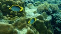 Blackback butterflyfish or black-backed butterflyfish Chaetodon melannotus undersea, Red Sea, Egypt, Sharm El Sheikh, Nabq Bay Royalty Free Stock Photo