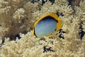 Blackback butterflyfish Chaetodon melannotus fish closeup in the red sea water Royalty Free Stock Photo