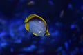 Blackback butterflyfish Chaetodon melannotus Royalty Free Stock Photo