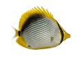 Blackback Butterflyfish, Chaetodon melannotus Royalty Free Stock Photo