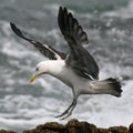 Blackback gull Royalty Free Stock Photo