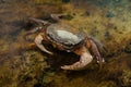 Blackback land crab Gecarcinus lateralis Royalty Free Stock Photo