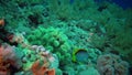 Blackbacked butterffyfish Chaetodon mellanotus, fish swims among the corals on the reef in the Red Sea, Egypt