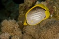 Blackbacked butterflyfish (chaetodon melannotus)