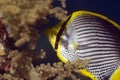 Blackbacked butterflyfish (chaetodon melannotus)