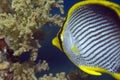 Blackbacked butterflyfish (chaetodon melannotus)