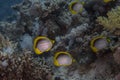 Blackbacked Butterflyfish Chaetodon melannotus in the Red Sea Royalty Free Stock Photo