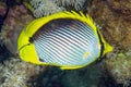 A Blackbacked Butterflyfish Chaetodon melannotus in the Red Sea Royalty Free Stock Photo