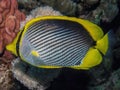 A Blackbacked Butterflyfish Chaetodon melannotus in the Red Sea Royalty Free Stock Photo