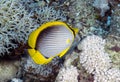 A Blackbacked Butterflyfish (Chaetodon melannotus) in the Red Sea Royalty Free Stock Photo