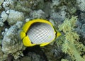 A Blackbacked Butterflyfish (Chaetodon melannotus) in the Red Sea Royalty Free Stock Photo