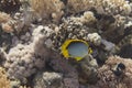 Blackbacked Butterflyfish in Red Sea Royalty Free Stock Photo